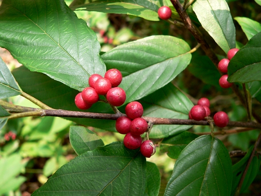 {Frangula caroliniana}